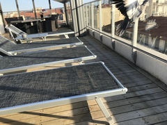 Streptopelia decaocto