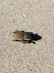 Sphenophorus aequalis
