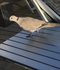 Streptopelia decaocto