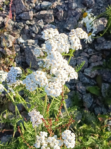 Achillea apiculata (Achillea apiculata)