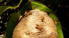 Angiopolybia