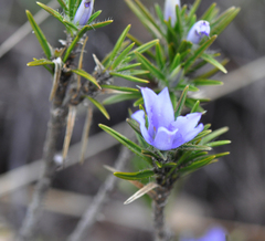 Xerophyta sessiliflora