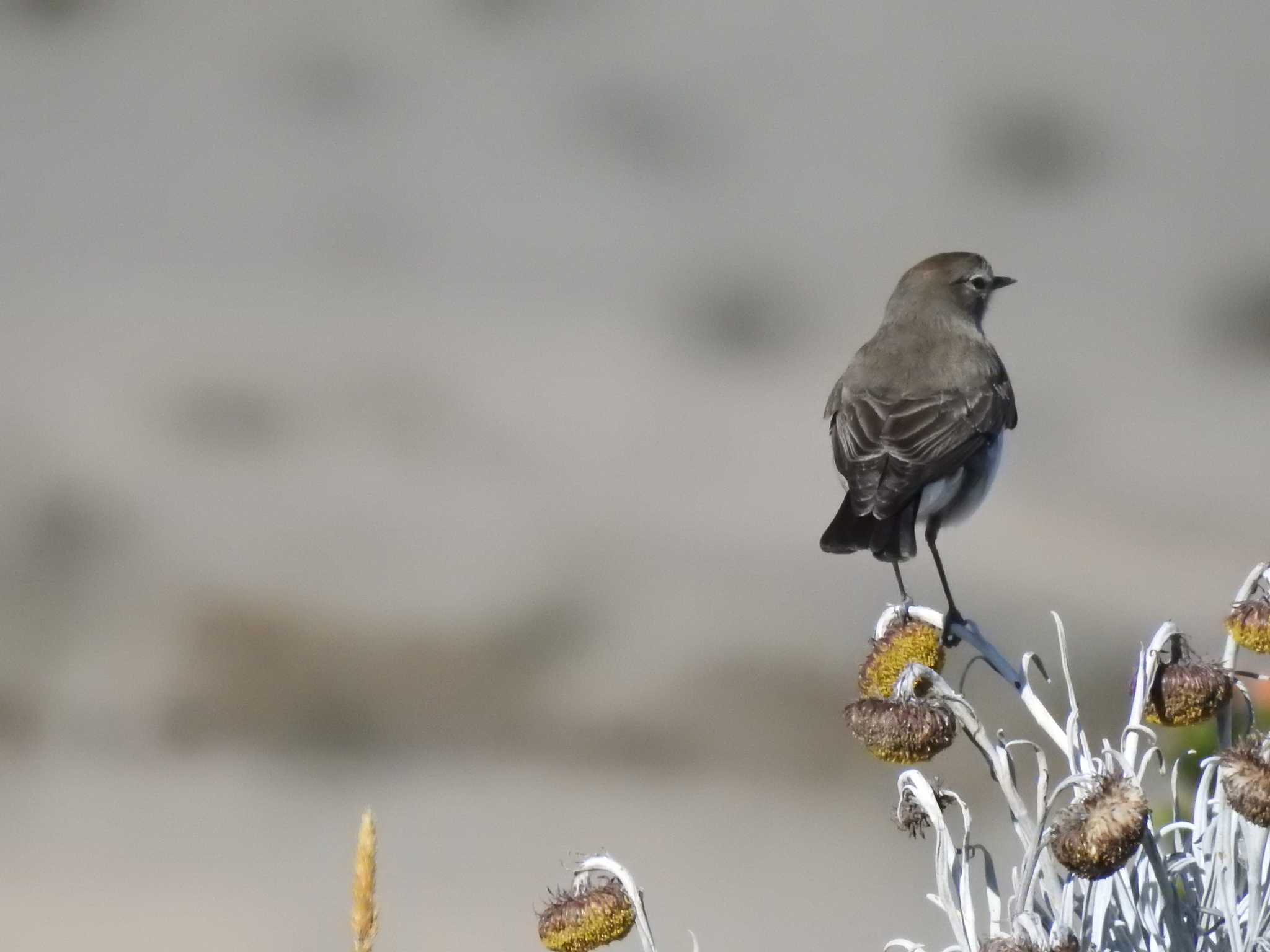 Paramo Ground Tyrant (Muscisaxicola alpinus), photo 5