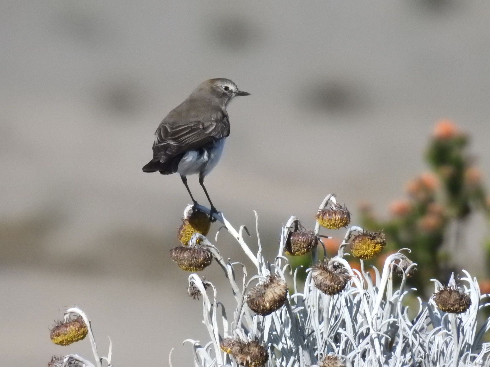Paramo Ground Tyrant (Muscisaxicola alpinus), photo 4