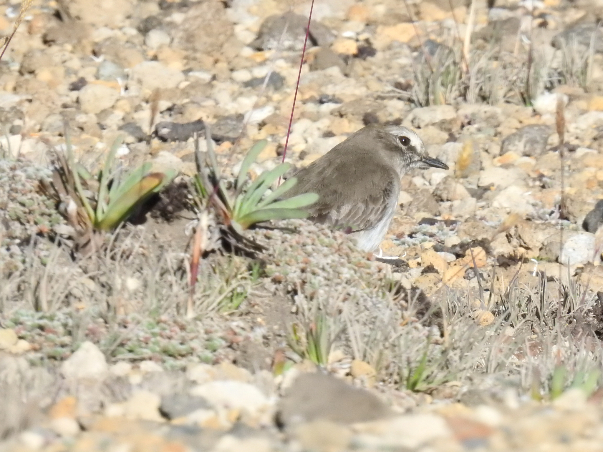 Paramo Ground Tyrant (Muscisaxicola alpinus), photo 3