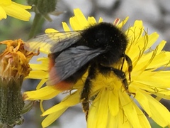 Bombus lapidarius