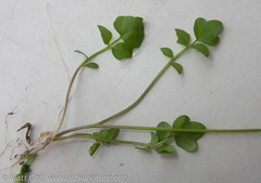 Cardamine umbellata