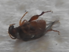 Acanthoscelidina