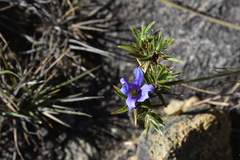 Xerophyta sessiliflora