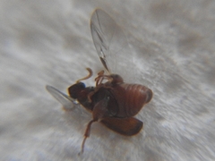 Acanthoscelidina