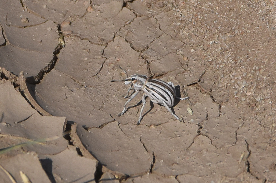 Ophryastes vittatus