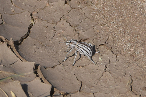 Ophryastes vittatus