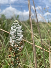 Platanthera nivea