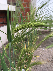 Poaceae