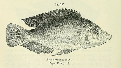 Haplochromis spekii