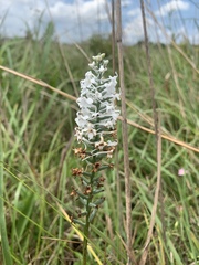 Platanthera nivea