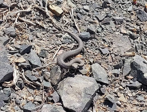 Razi's Viper