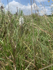 Platanthera nivea