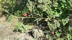 Aquilegia eximia