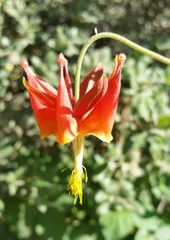 Aquilegia eximia