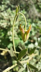 Aquilegia eximia