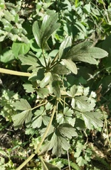 Aquilegia eximia