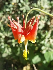 Aquilegia eximia