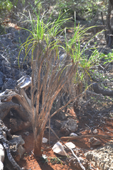 Xerophyta dasylirioides