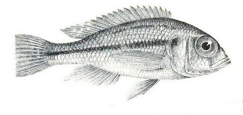 Haplochromis martini