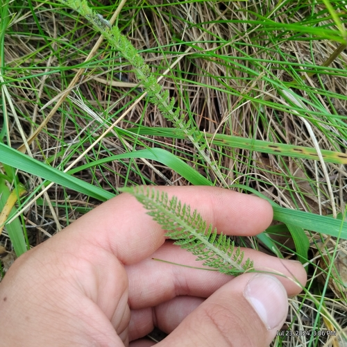 Achillea gracilis, photograph 3