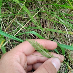 Bryce, CC BY, iNaturalist via GBIF Achillea gracilis, photograph Bryce, CC BY, iNaturalist via GBIF