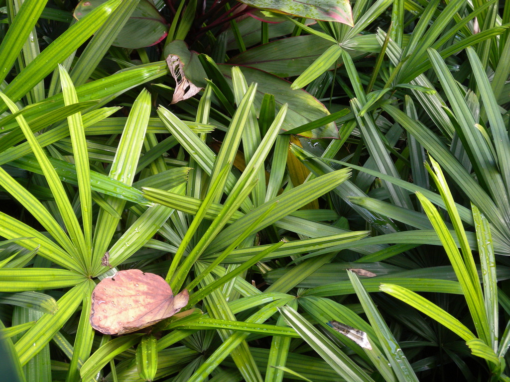 Little Lady Palm (Flora Singapore List R)  iNaturalist