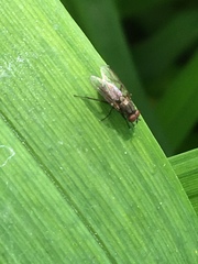 Diptera
