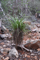 Xerophyta dasylirioides