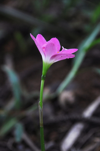 Zephyranthes image