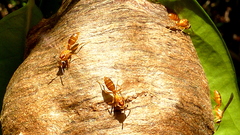 Angiopolybia