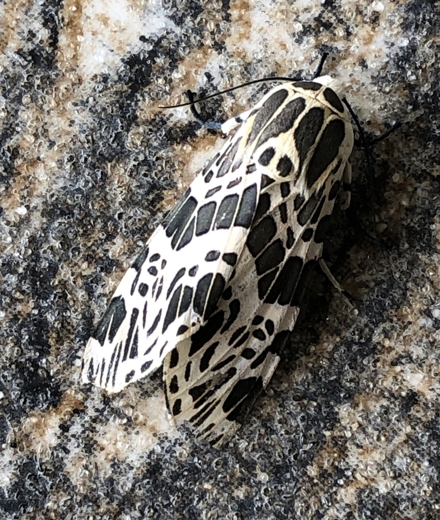 Oxyptera cotyora