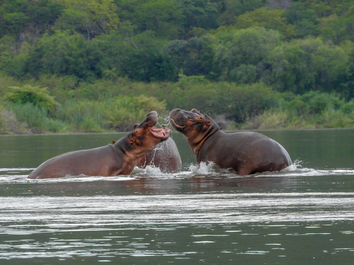 Hippo