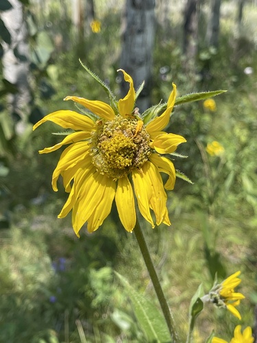 Image of Helianthella quinquenervis by (c) Jared Lincenberg, some rights reserved (CC BY)