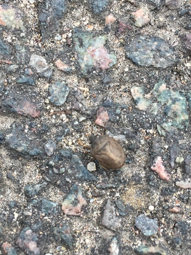 Photo of European Turtle-bug (Podops inunctus)
