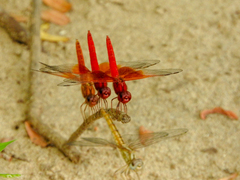 Brachythemis lacustris