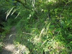 Bromus laevipes