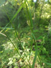 Bromus laevipes
