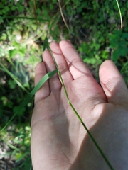 Bromus laevipes