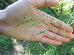 Bromus laevipes