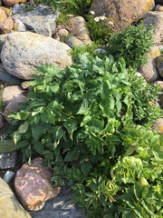 Angelica archangelica litoralis