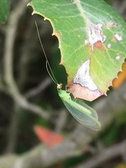 Chrysoperla pudica-group