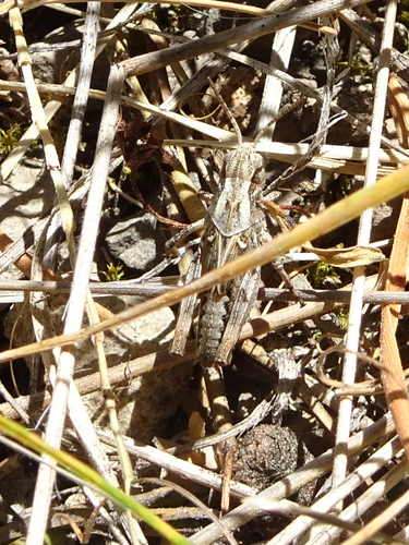 iNaturalist observation photo of Clear-winged Grasshopper