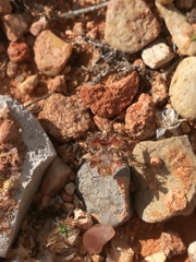 Phyllomorpha laciniata