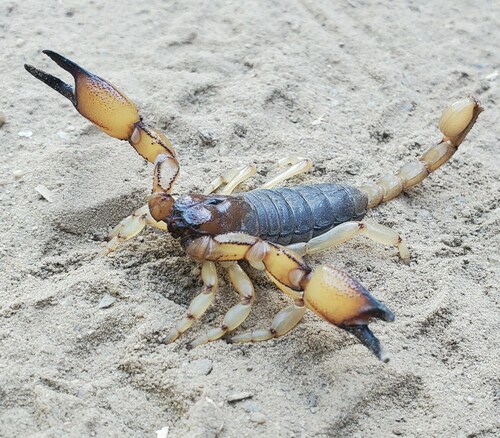 California Swollenstinger Scorpion photo 6